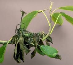 Image result for Pseudomonas syringae