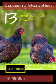Check spelling or type a new query. Considering Wyandotte Chickens The 13 Things You Must Know First The Featherbrain