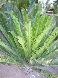 Image result for Encephalartos munchii
