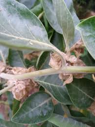 Image result for Withania