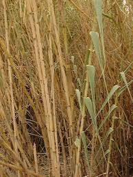 Image result for Arundo