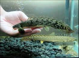 Ikan hias & predator jogja. Jensi Ikan Predator Air Tawar Yang Unik Dan Populer Dipelihara Di Aquarium
