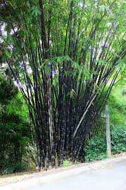 Bamboo in your garden design ideas, from architectural plants to fencing and borders, water fountains, gazebos, and outdoor bamboo garden furniture. 52 Bamboo Plants Ideas Bamboo Plants Plants Bamboo
