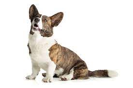 The most common black white corgi material is porcelain & ceramic. Cardigan Welsh Corgi Dog Breed Information