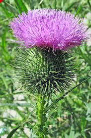 May 16, 2016 · the astereae tribe consists of over 2,800 species and includes many of the most recognizable daisy flowers we all know. Scotch Thistle Wildflowers Of Western Pennsylvania Facebook