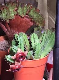 Image result for Thesium bequaertii