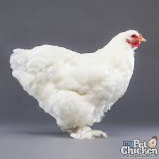 Chicken Breeds Cochin