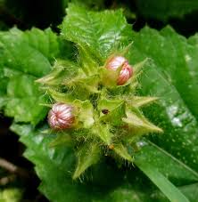 Image result for Sida urens