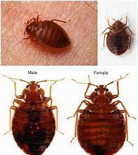 Under cover of darkness, bed bugs will crawl to highly populated places, where they are most. Bed Bug Exterminators Westchester Ny Bed Bugs Mamaroneck Ny Rye