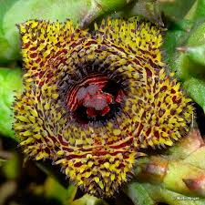 Image result for Huernia hystrix
