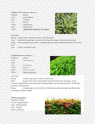 Cara untuk menjaga kebersihan alam sekitar karangan stpm; Grasses Tree Family Others Grass Doc Family Png Pngwing