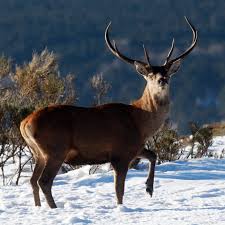 Maybe you would like to learn more about one of these? Hunter Ordered To Watch Bambi Once A Month During Jail Sentence For Illegal Killing Of Hundreds Of Deer