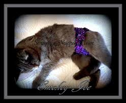 Does your cat piddle or spray everywhere in the house? Scrappy S Nappies Custom Made Pet Garment Diapering System Post Surgical Recovery Stud Pants Calming Wrap Incontinence Elderly Dog Diapers Cats Pee Pads