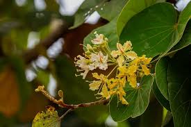 Image result for Vahliaceae