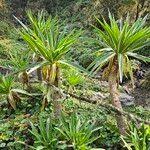 Image result for Lobelia giberroa