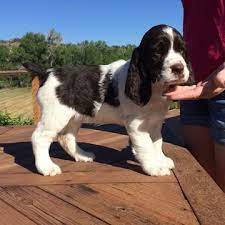 English Springer Spaniel Puppy For Sale In Loveland Co Adn 39058 On Puppyfin Springer Spaniel Puppies English Springer Spaniel Puppy Spaniel Puppies For Sale