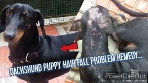 Food and environmental allergies generally go hand in hand with many skin issues. Dachshund Hairfall 100 Works Youtube