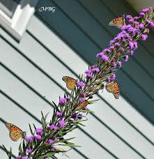 Grow blazing star flowers at the back of borders and beds or in drifts for greater impact. Liatris Ligulistylis Blazing Star The Ultimate Monarch Magnet