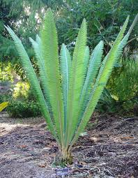 Image result for Monadenium spinulosum