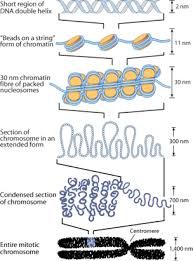Chromosome Condensation Google Search Biology Experiments Biology Diagrams Biology Lessons