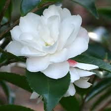 Camellia Hyb Cinnamon Cindy Plants Garden Center Garden