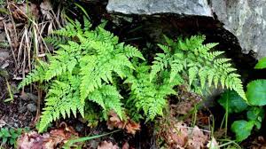 Image result for Asplenium adiantum-nigrum