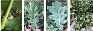 Image result for Ochthocharis