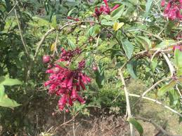 Image result for Cestrum elegans