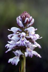 Image result for Satyrium kitimboense
