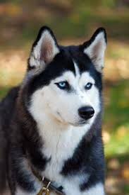 Luis Enrique Silverio Palacios (eltodosolar)