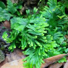 Image result for Selaginella dregei