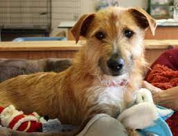 Search the world's information, including webpages, images, videos and more. Reston Pet Of The Week Charlie Reston Now