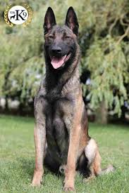 However, every breeder is different and will charge a price they deem is fair for their stock. Rio Guard Dog Belgium Malinois Total K9