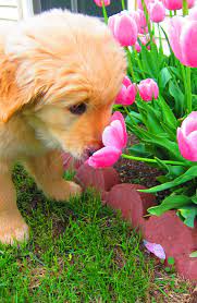 We did not find results for: Spring On Pinterest Cute Animals Puppies Cute Dogs