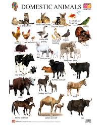Other physical characteristics of camels include long legs, long necks, and a protruding snout with big lips. Quotes About Animal Domestication 23 Quotes