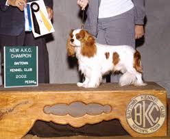 The search tool above returns a list of breeders located nearest to the zip or postal code you enter. Sonesta Cavaliers Quality Cavalier King Charles Spaniels