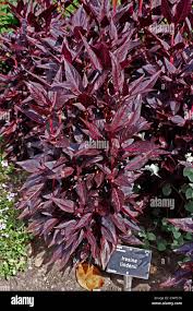 Image result for Iresine lindenii