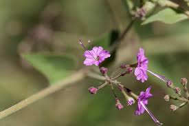 Image result for Commicarpus