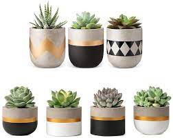 Maybe you would like to learn more about one of these? Concrete Succulent Planter Set Air Plant Holder Different Colors Cement Home Decor Small Succulent Planter Cactus Planter 3 Pots And 1heart Planters Pots Plant Accessories Lifepharmafze Com