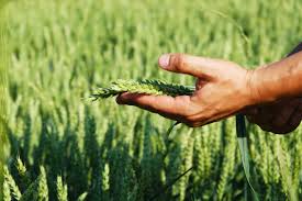 Жамбыл облысында құны 300 млрд теңгеден асатын 20 агрожоба іске қосылады