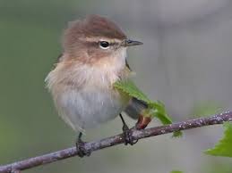 Image result for Cliffortia nitidula