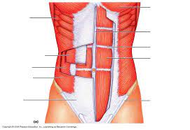 This place have 11 paper example about torso muscles anatomy model including paper sample, paper example, coloring page pictures, coloring page sample. Torso Muscles Unlabeled Diagram Google Search Best Core Workouts Lower Ab Workouts Abdominal Exercises