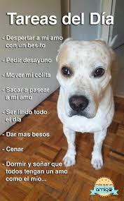 Ojala Fuera Asi Toda La Informacion Y Productos Especializados Para El La Raza Perro Maltes Perros Graciosos Perros Perros Frases