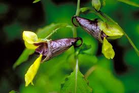 Image result for Balsaminaceae