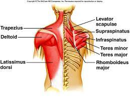The deep plane muscles help the spine maintain its posture. Love Your Back A Lesson On The Importance Of Your Back Muscles