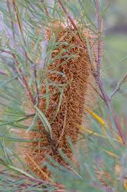 Image result for Barleria spinulosa