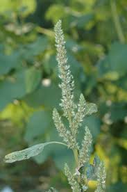 Image result for Amaranthus viridis