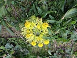 Image result for Sanicula