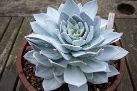 Oc cactus & succulent show 2019. Pin On Byliny