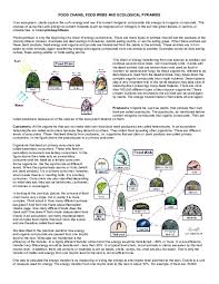 You can think of them as food chain levels or as a trophic level pyramid. Doc Ecological Pyramids Worksheet Doc Hamza Seid Academia Edu